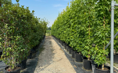 LIQUIDAMBAR styraciflua "SLENDER SILHOUETTE"